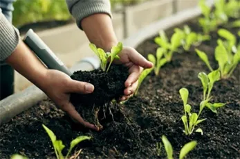 Adubação e Fertilização de Jardim na Parada Inglesa