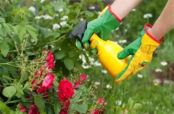 Controle de Pragas e Doenças de Jardim na Parada Inglesa