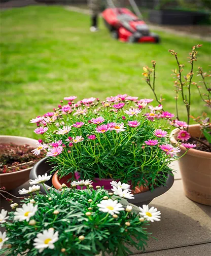 Manutenção de Jardim na Parada Inglesa