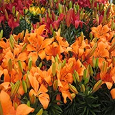 Manutenção de Jardim Urgente na Parada Inglesa
