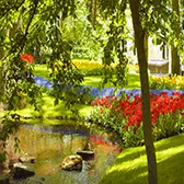 Manutenção de Jardim Urgente na Parada Inglesa