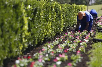 Reposição de Mudas e Flores de Jardim na Parada Inglesa